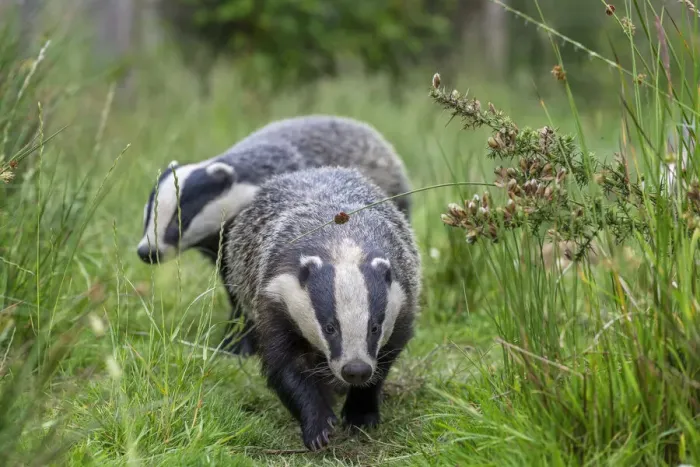 Framed Print : Two Badgers (Meles meles) walking along grassy path, near Launceston, Cornwall, UK. July Framed Print : Two Badgers (Meles meles) walking along grassy path, near Launceston, Cornwall, UK. July