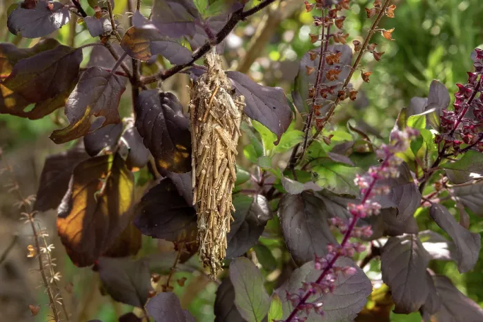 Framed Print : Bagworm moth (Thyridopteryx ephemeraeformis) cocoon on a basil plant in a garden, Dominica, Lesser Antilles