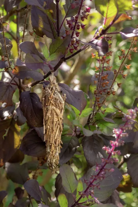 Framed Print : Bagworm moth (Thyridopteryx ephemeraeformis) cocoon on a basil plant in a garden, Dominica, Lesser Antilles