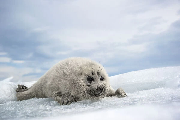 Baikal seal (Pusa sibirica) pup on ice, endemic species. Lake Baikal, Russia, April