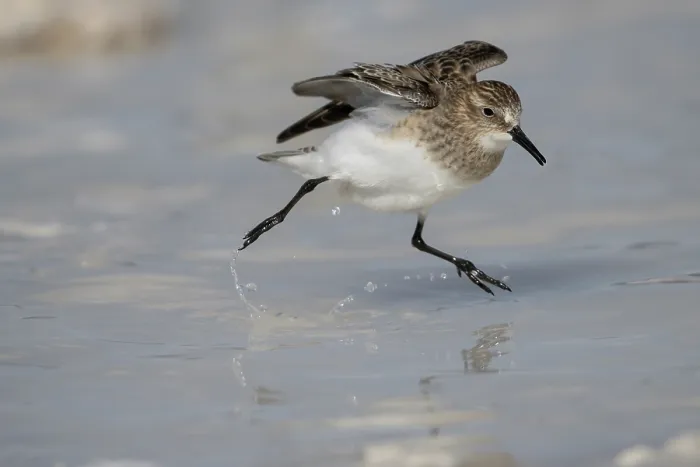 Framed Print : Baird's sandpiper (Calidris bairdii) running on water surface, Eduardo Avaroa Andean Fauna National Reserve, Bolivia Framed Print : Baird's sandpiper (Calidris bairdii) running on water surface, Eduardo Avaroa Andean Fauna National Reserve, Bolivia