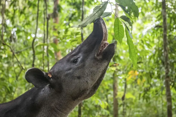Framed Print : Bairds tapir (Tapirus bairdii) browsing on leaves, rainforest Framed Print : Bairds tapir (Tapirus bairdii) browsing on leaves, rainforest
