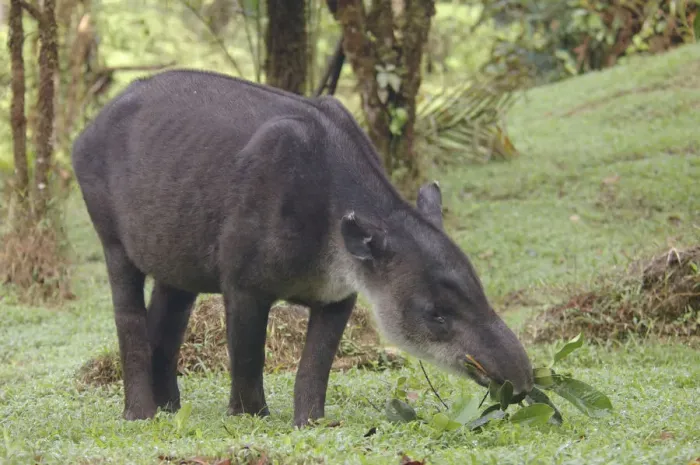 Framed Print : Bairds tapir (Tapirus bairdii) eating leaves, Rara Avis, Costa Rica Framed Print : Bairds tapir (Tapirus bairdii) eating leaves, Rara Avis, Costa Rica