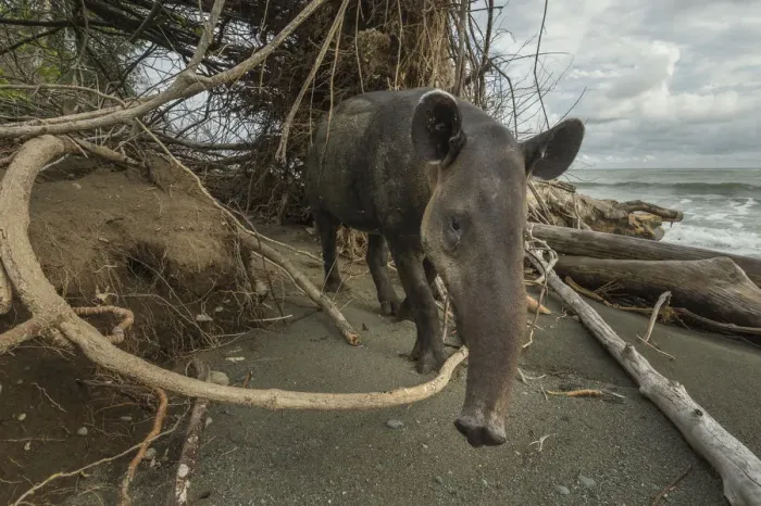 Framed Print : Bairds tapir (Tapirus bairdii) walking along beach in Corcovado National Park, Costa Rica Framed Print : Bairds tapir (Tapirus bairdii) walking along beach in Corcovado National Park, Costa Rica