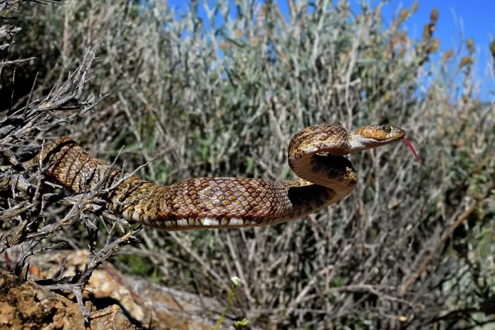 Framed Print : Baja California lyresnake (Trimorphodon lyrophanes) stretching out from undergrowth with tongue out, Panamint Mountains, Death Valley National Park, California, USA Framed Print : Baja California lyresnake (Trimorphodon lyrophanes) stretching out from undergrowth with tongue out, Panamint Mountains, Death Valley National Park, California, USA