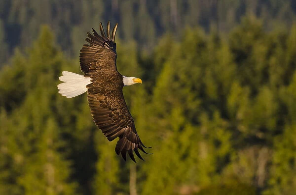 Bald eagle (Haliaeetus leucocephalus washingtoniensis), in flight at sunset, Vancouver Island