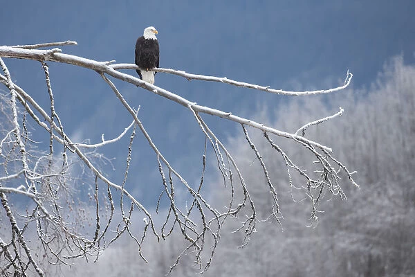 Bald eagle (Haliaeetus leucocephalus) perched on frost branch, Southeast Alaska. December