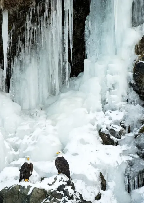 Framed Print : Bald eagle (Haliaeetus leucocephalus), two perched on rocks in front of frozen waterfall Framed Print : Bald eagle (Haliaeetus leucocephalus), two perched on rocks in front of frozen waterfall