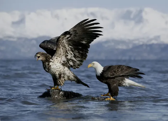Framed Print : Bald Eagle (Haliaeetus leucocephalus) adult with one year old juvenile calling, Kenai Peninsula Framed Print : Bald Eagle (Haliaeetus leucocephalus) adult with one year old juvenile calling, Kenai Peninsula