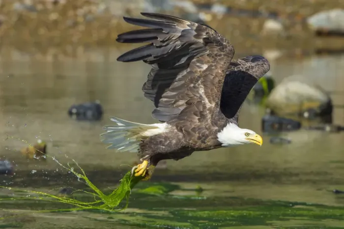Framed Print : Bald eagle (Haliaeetus leucocephalus) catching an Alewife (Alosa pseudoharengus) in Somes Sound Framed Print : Bald eagle (Haliaeetus leucocephalus) catching an Alewife (Alosa pseudoharengus) in Somes Sound