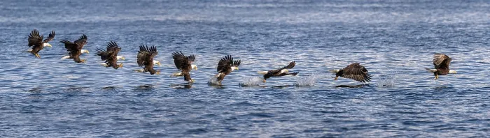 Framed Print : Bald eagle (Haliaeetus leucocephalus) catching Pacific herring (Clupea pallasii) prey at water surface, Sitka Sound, Alaska, USA. Composite image Framed Print : Bald eagle (Haliaeetus leucocephalus) catching Pacific herring (Clupea pallasii) prey at water surface, Sitka Sound, Alaska, USA. Composite image