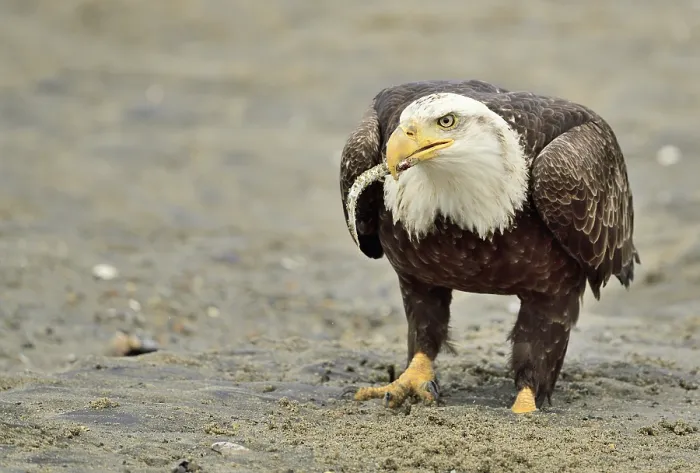 Framed Print : Bald eagle (Haliaeetus leucocephalus) feeding on Eulachon (Candlefish), Mendenhall Wetlands, Juneau, Alaska, USA. May Framed Print : Bald eagle (Haliaeetus leucocephalus) feeding on Eulachon (Candlefish), Mendenhall Wetlands, Juneau, Alaska, USA. May