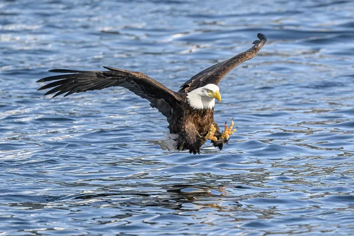 Framed Print : Bald eagle (Haliaeetus leucocephalus) fishing for Pacific herring (Clupea pallasii), Sitka Sound, Alaska, USA, Pacific Ocean Framed Print : Bald eagle (Haliaeetus leucocephalus) fishing for Pacific herring (Clupea pallasii), Sitka Sound, Alaska, USA, Pacific Ocean