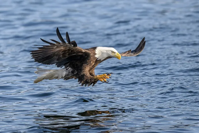 Framed Print : Bald eagle (Haliaeetus leucocephalus) fishing for Pacific herring (Clupea pallasii), Sitka Sound, Alaska, USA, Pacific Ocean Framed Print : Bald eagle (Haliaeetus leucocephalus) fishing for Pacific herring (Clupea pallasii), Sitka Sound, Alaska, USA, Pacific Ocean