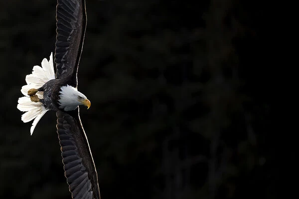 Bald eagle (Haliaeetus leucocephalus) in flight, Alaska, USA, February