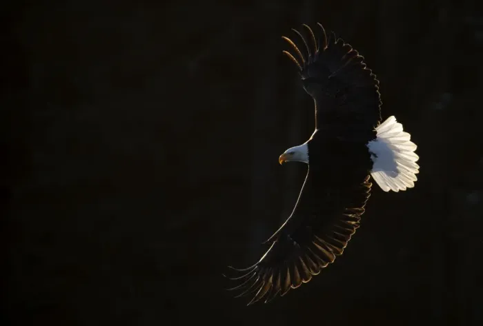 Framed Print : Bald eagle (Haliaeetus leucocephalus) in flight, Alaska, USA, February Framed Print : Bald eagle (Haliaeetus leucocephalus) in flight, Alaska, USA, February