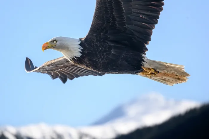 Framed Print : Bald eagle (Haliaeetus leucocephalus) in flight over Sitka Sound, Sitka, Alaska, USA Framed Print : Bald eagle (Haliaeetus leucocephalus) in flight over Sitka Sound, Sitka, Alaska, USA