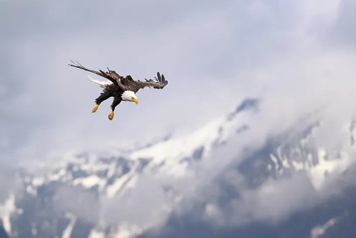 Framed Print : Bald eagle (Haliaeetus leucocephalus) in flight over Sitka Sound with snow-covered mountains in background, Alaska, USA. March Framed Print : Bald eagle (Haliaeetus leucocephalus) in flight over Sitka Sound with snow-covered mountains in background, Alaska, USA. March