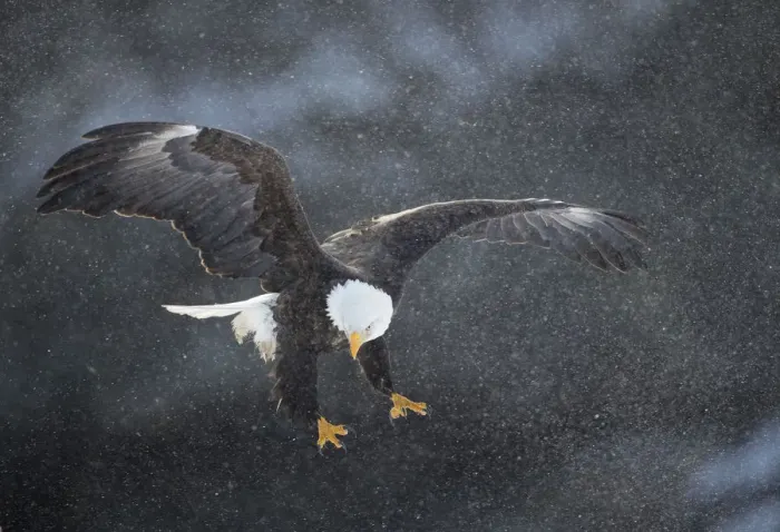 Framed Print : Bald eagle (Haliaeetus leucocephalus) in flight in snow, Alaska, USA, February Framed Print : Bald eagle (Haliaeetus leucocephalus) in flight in snow, Alaska, USA, February