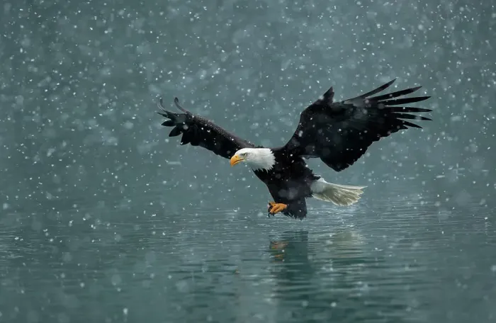 Framed Print : Bald eagle (Haliaeetus leucocephalus) flying over water in falling snow. Kachemak Bay, Alaska, USA. February Framed Print : Bald eagle (Haliaeetus leucocephalus) flying over water in falling snow. Kachemak Bay, Alaska, USA. February