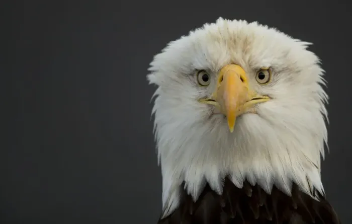 Framed Print : Bald eagle (Haliaeetus leucocephalus) head portrait, Alaska, USA, February Framed Print : Bald eagle (Haliaeetus leucocephalus) head portrait, Alaska, USA, February