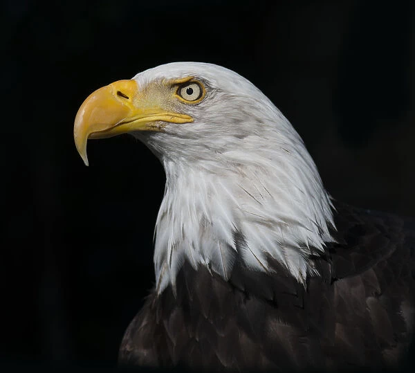 Bald Eagle (Haliaeetus leucocephalus) portrait, captive