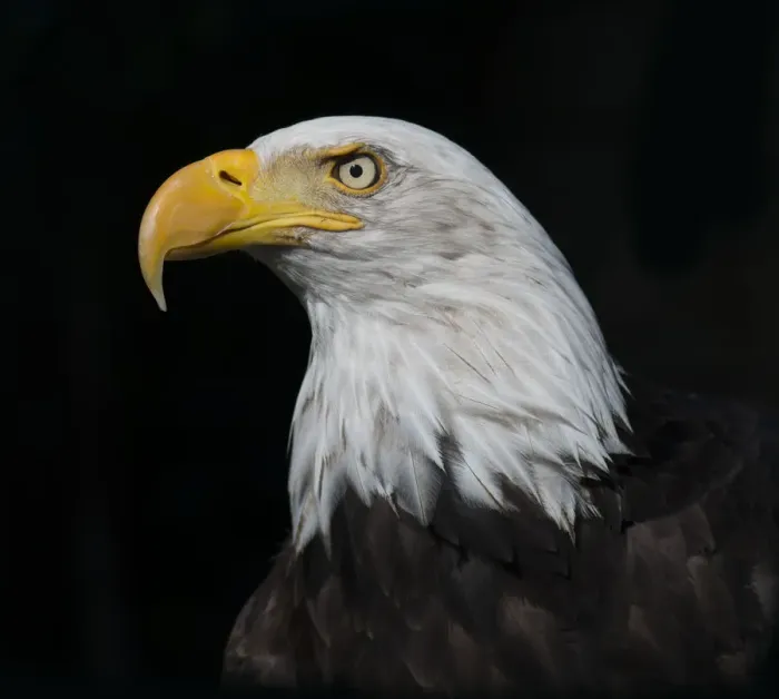 Framed Print : Bald Eagle (Haliaeetus leucocephalus) portrait, captive