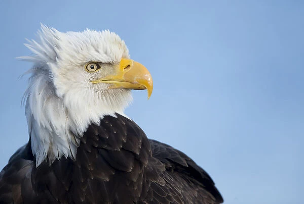 Bald eagle (Haliaeetus leucocephalus) portrait, Alaska, USA, February