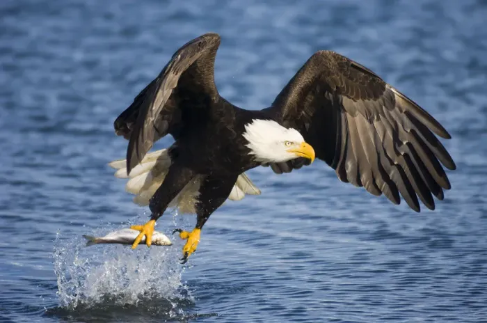 Framed Print : Bald Eagle (Haliaeetus leucocephalus) taking a fish from water. Homer, Kenai Fjord Framed Print : Bald Eagle (Haliaeetus leucocephalus) taking a fish from water. Homer, Kenai Fjord