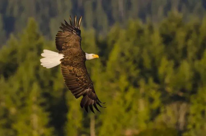 Framed Print : Bald eagle (Haliaeetus leucocephalus washingtoniensis), in flight at sunset, Vancouver Island Framed Print : Bald eagle (Haliaeetus leucocephalus washingtoniensis), in flight at sunset, Vancouver Island