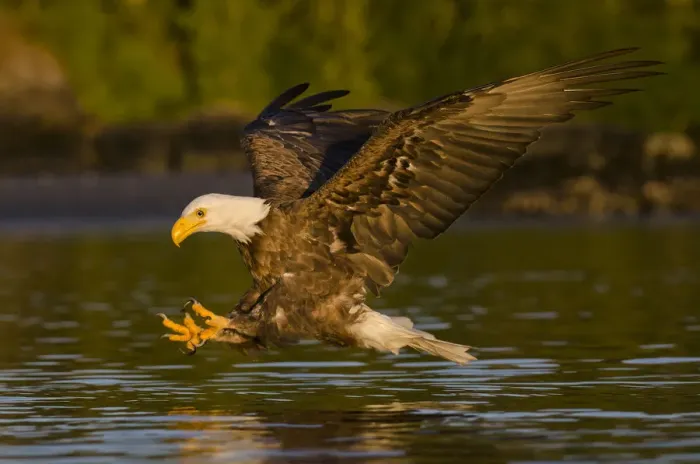 Framed Print : Bald eagle (Haliaeetus leucocephalus washingtoniensis) in flight fishing at sunset Framed Print : Bald eagle (Haliaeetus leucocephalus washingtoniensis) in flight fishing at sunset