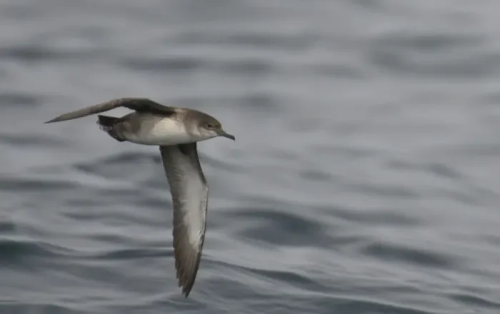 Framed Print : Balearic shearwater (Puffinus mauretanicus) in flight over Irish sea off Pembrokeshire coast Framed Print : Balearic shearwater (Puffinus mauretanicus) in flight over Irish sea off Pembrokeshire coast