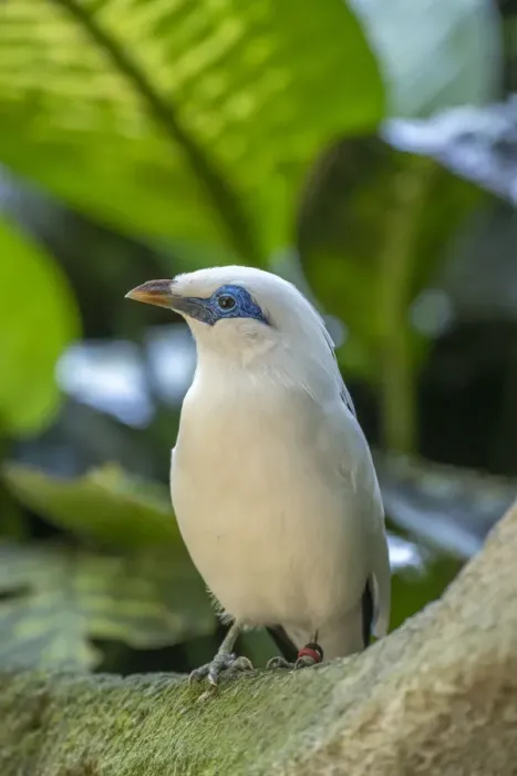 Framed Print : Bali myna (Leucopsar rothschildi). Bali Bird Park, Denpasar, Bali, Indonesia Framed Print : Bali myna (Leucopsar rothschildi). Bali Bird Park, Denpasar, Bali, Indonesia