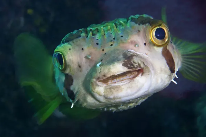 Framed Print : Balloonfish (Diodon holocanthus), Cabo Pulmo National Park, Sea of Cortez (Gulf of California) Framed Print : Balloonfish (Diodon holocanthus), Cabo Pulmo National Park, Sea of Cortez (Gulf of California)