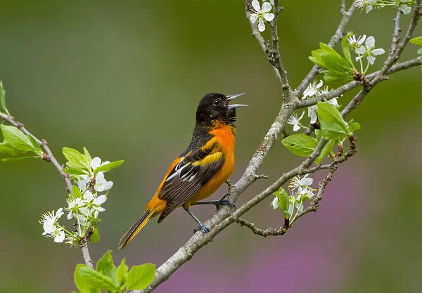Baltimore oriole (Icterus galbula) male singing in spring, perched on Pear blossom (Pyrus sp