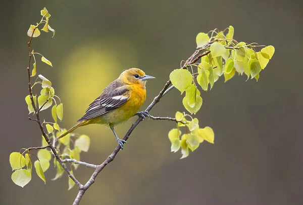 Baltimore oriole (Icterus galbula) first year female perched with newly-emerged leaves in spring