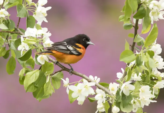 Framed Print : Baltimore oriole (Icterus galbula) male perched in pear (Pyrus sp Framed Print : Baltimore oriole (Icterus galbula) male perched in pear (Pyrus sp