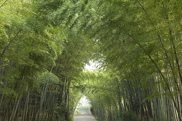 Bamboo (Bambusidae) arch over Jade Corridor road. Shunan Zhuhai National Park, Sichuan Province