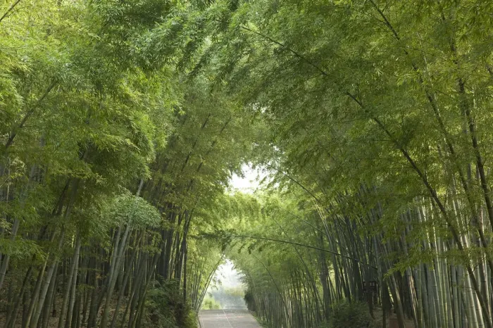 Framed Print : Bamboo (Bambusidae) arch over Jade Corridor road. Shunan Zhuhai National Park, Sichuan Province Framed Print : Bamboo (Bambusidae) arch over Jade Corridor road. Shunan Zhuhai National Park, Sichuan Province