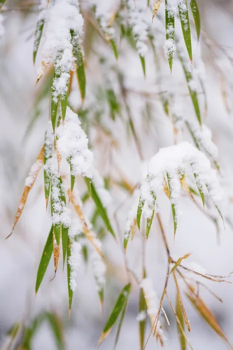 Framed Print : Bamboo (Bashania qingchengshanensis) leaves covered in snow, Jiajinshan National Forest Park, Sichuan, China. March Framed Print : Bamboo (Bashania qingchengshanensis) leaves covered in snow, Jiajinshan National Forest Park, Sichuan, China. March