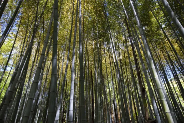 Framed Print : Bamboo forest, Shikoku Mura open air museum, Takamatsu, Shikoku Island, Japan, May Framed Print : Bamboo forest, Shikoku Mura open air museum, Takamatsu, Shikoku Island, Japan, May
