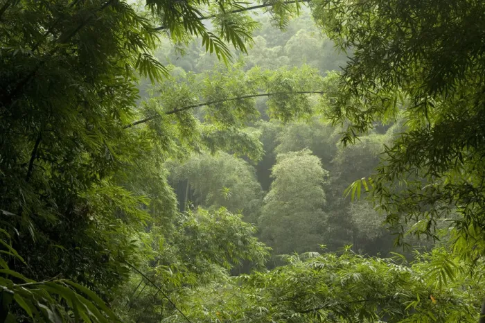 Framed Print : Bamboo (Poaceae spp) with forest in background. Shunan Zhuhai National Park, Sichuan Province Framed Print : Bamboo (Poaceae spp) with forest in background. Shunan Zhuhai National Park, Sichuan Province