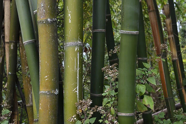 Bamboo stems close up, growing at Tongbiguan Nature Reserve, Dehong prefecture, Yunnan province