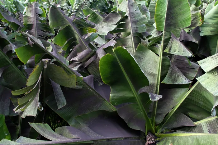 Framed Print : Banana crop affected by ash from the volcanic eruption, about 10 km from the crater, La Palma, Canary Islands. September, 2021 Framed Print : Banana crop affected by ash from the volcanic eruption, about 10 km from the crater, La Palma, Canary Islands. September, 2021