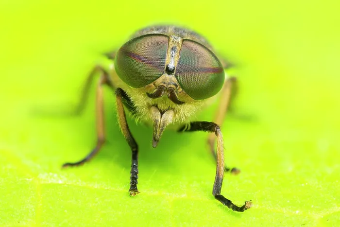 Framed Print : Band-eyed brown horsefly (Tabanus bromius) female, portrait, Monmouthire, Wales, UK. July. Focus-stacked image Framed Print : Band-eyed brown horsefly (Tabanus bromius) female, portrait, Monmouthire, Wales, UK. July. Focus-stacked image