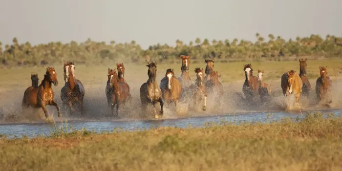 Framed Print : A band of semi-feral Quarter mares and foals running across a creek, Estancia Don Amerigo Framed Print : A band of semi-feral Quarter mares and foals running across a creek, Estancia Don Amerigo
