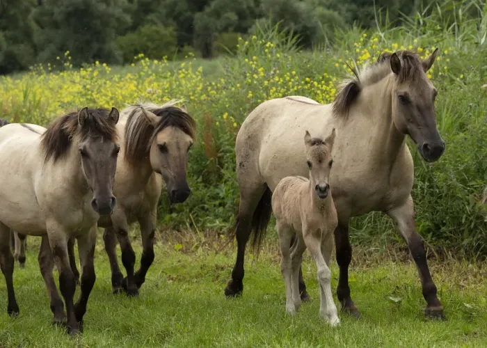 Framed Print : A band of wild konik horses walking with newborn foal, Oostvaardersplassen Nature Reserve Framed Print : A band of wild konik horses walking with newborn foal, Oostvaardersplassen Nature Reserve