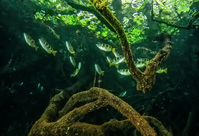 Framed Print : Banded archerfish (Toxotes jaculatrix) school swimming among mangrove roots, Misool, Raja Ampat, Indonesia, Pacific Ocean Framed Print : Banded archerfish (Toxotes jaculatrix) school swimming among mangrove roots, Misool, Raja Ampat, Indonesia, Pacific Ocean
