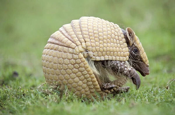 Three banded armadillo {Tolypeutes tricinctus} uncurling from defensive ball