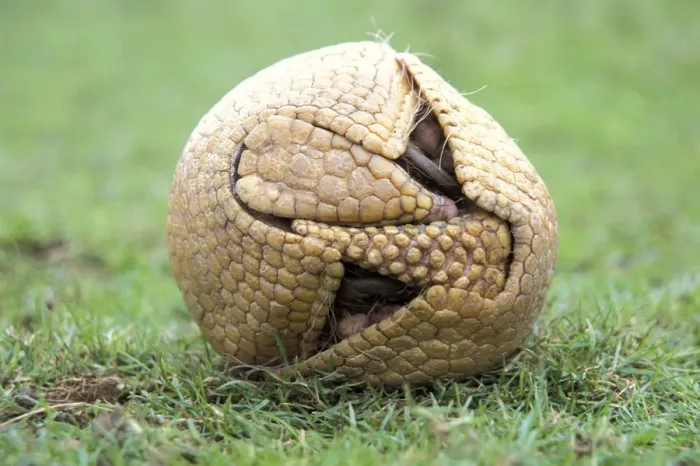 Framed Print : Three banded armadillo {Tolypeutes tricinctus} in defensive ball. Captive, UK Framed Print : Three banded armadillo {Tolypeutes tricinctus} in defensive ball. Captive, UK